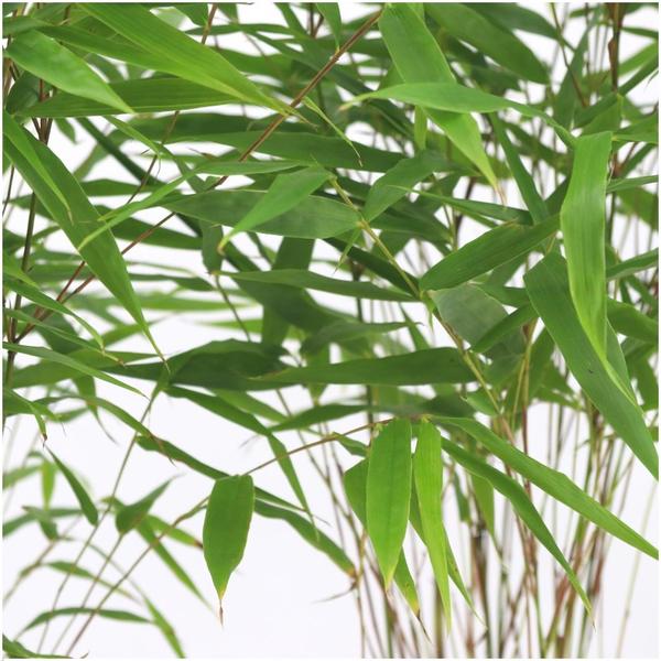 Roter Bambus - Fargesia Rufa - Ø13 cm - ↕25 cm - Winterharte Bambuspflanzen - keine Wurzelausläufer   6 Stück