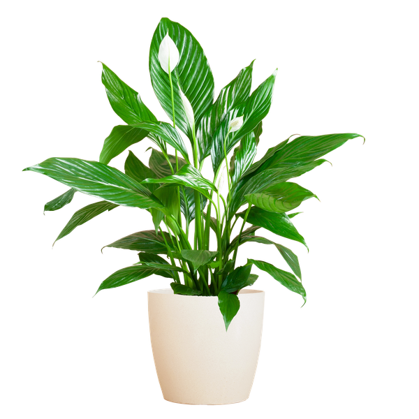 Friedenslilie - Spathiphyllum mit Topf Viber weiß – 80 cm – Ø21