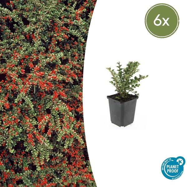 Fächerzwergmispel - Cotoneaster horizontalis - ↕10-25cm - Ø9cm  - 6x