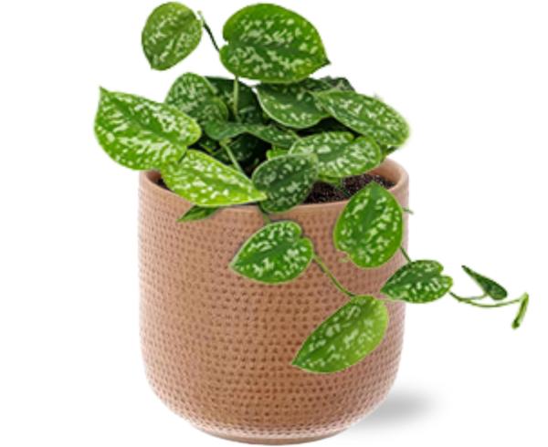 Efeutute - Scindapsus Pictus - Ø12cm - ↕15cm + Aresso Pot D13x12,5cm - Topf Braun