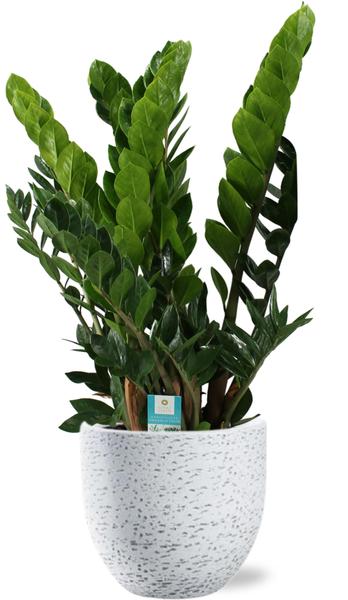 Smaragdpalme - Zamioculcas Zamiifolia - Ø21cm - ↕80cm + Tim Pot D24x22cm - Topf Weiß