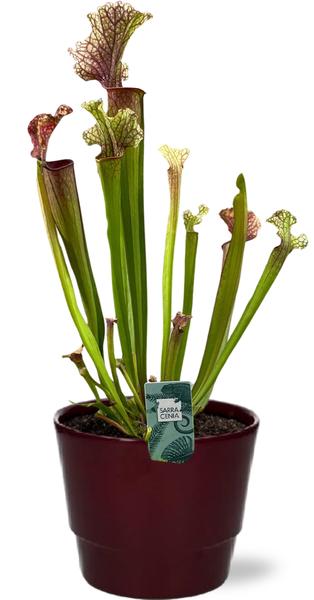 Sarracenia Judith Hindle - Ø12cm - ↕30cm + Pot Basic D14,5x12cm - Topf Bordeaux