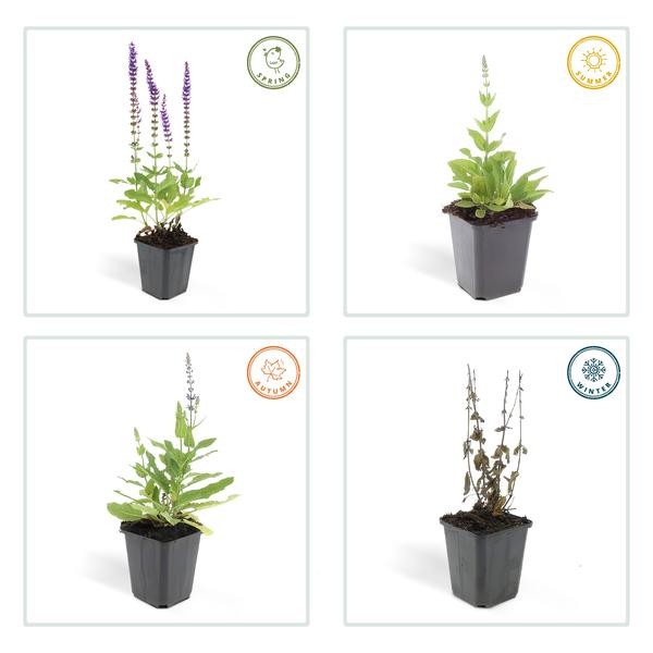 Blütensalbei - Salvia Nemorosa 'Ostfriesland' - ↕10-25cm - Ø9cm 6 Stück