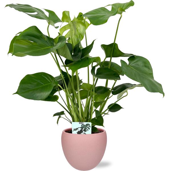 Schweizer Käsepflanze - Monstera Deliciosa - Ø19cm - 60cm + Bowl Pot D19/21x18,5cm - Topf Rosa