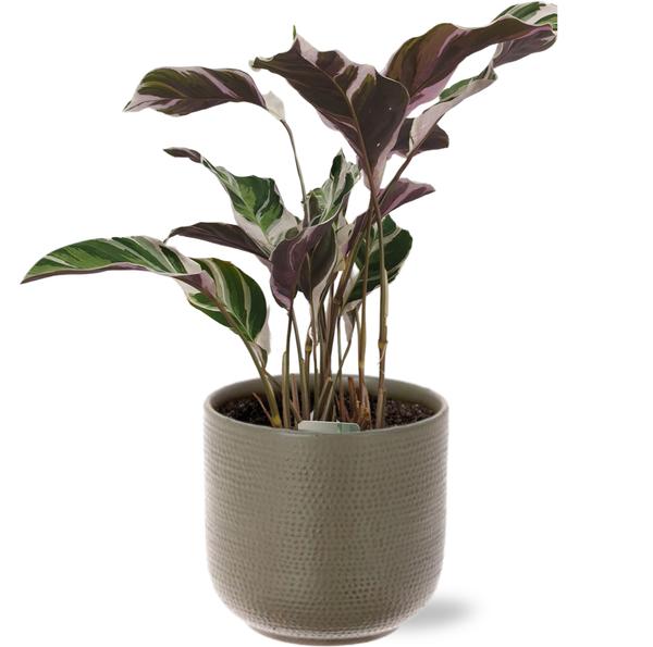 Gebetspflanze - Calathea Fusion White Basic - Korbmarante - Ø14cm - ↕40cm + Aresso Pot D15,5x14,5cm - Topf Grau Grün