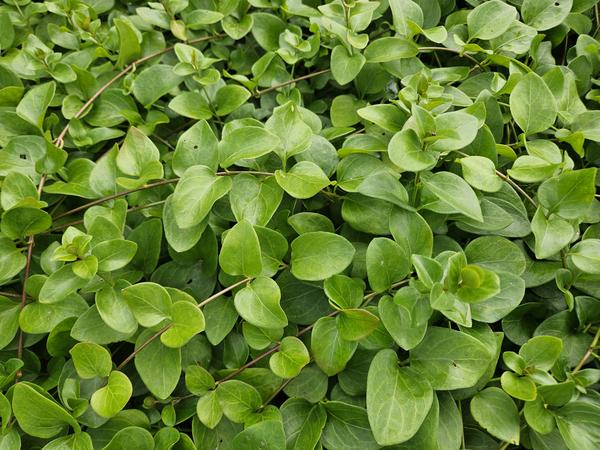 Großes Immergrün - Vinca major 'Alba' - ↕10-25cm - Ø9cm - 12x