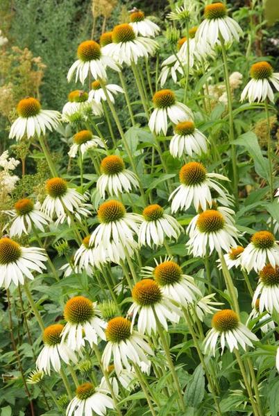 Scheinsonnenhut White Swan - Echinacea p. 'White Swan' - ↕10-25cm - Ø9cm - 40x