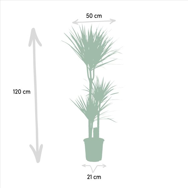 Palmen Mix - Dracaena -↨120cm - Ø21cm + Yucca - ↨100cm - Ø21cm