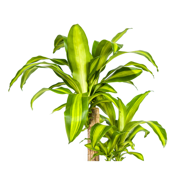 Drachenbaum - Dracaena Fragrans Massangeana Ø19cm - ↕80cm