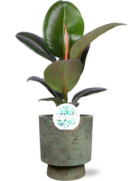 Gummibaum - Ficus Elastica Robusta - Ø17cm - ↕65cm + Pot Aily D19x23cm - Topf Grün