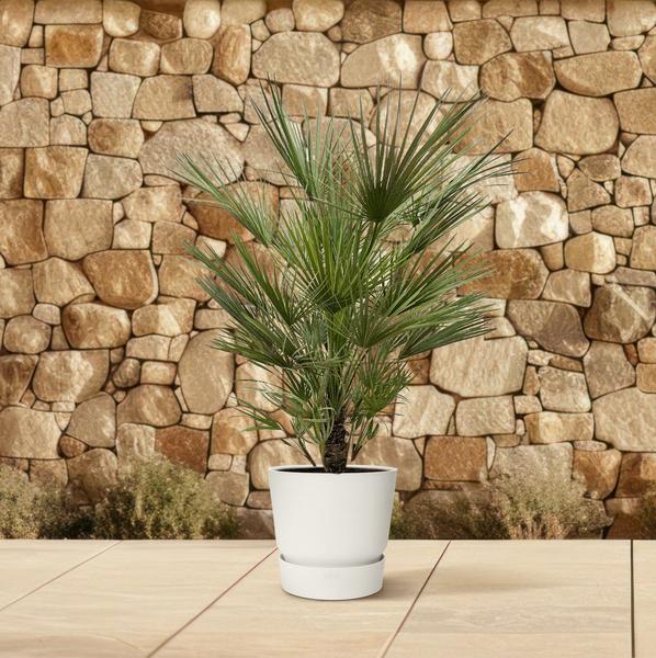 Zwergpalme auch Europäische Zwergpalme - Chamaerops Humilis Strauch - 150cm- ø30