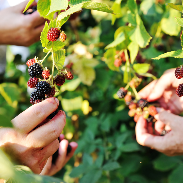 Brombeerstrauch - Rubus Fructicosus - Brombeerenpflanzen BIO - Ø 13 cm - ↨ 20 cm   6 Stück