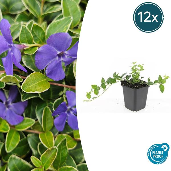 Kleines Immergrün - Vinca minor 'Argenteovariegata' - ↕10-25cm - Ø9cm - 12x