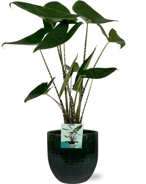 Elefantenohr - Alocasia Zebrina - Ø19cm - ↕75cm + Jolin Pot D20x18cm - Topf Grün