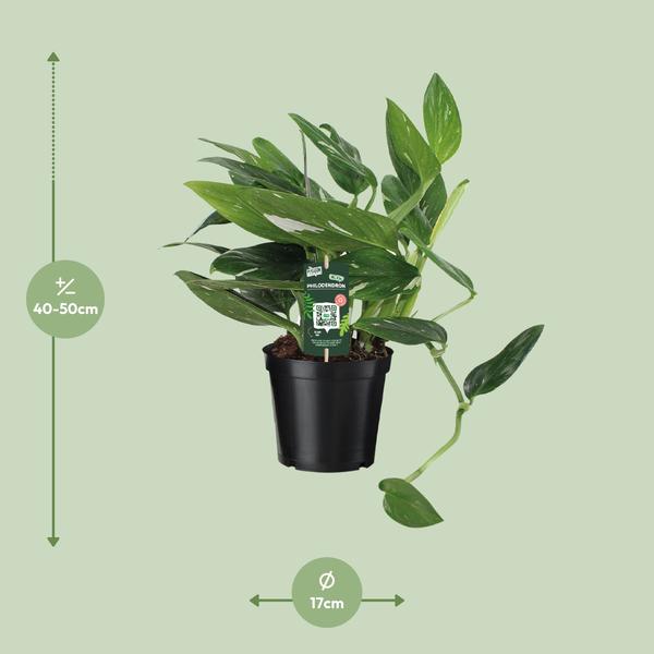 Baumfreund - Philodendron Cobra Büschel- Ø17cm - ↕50cm