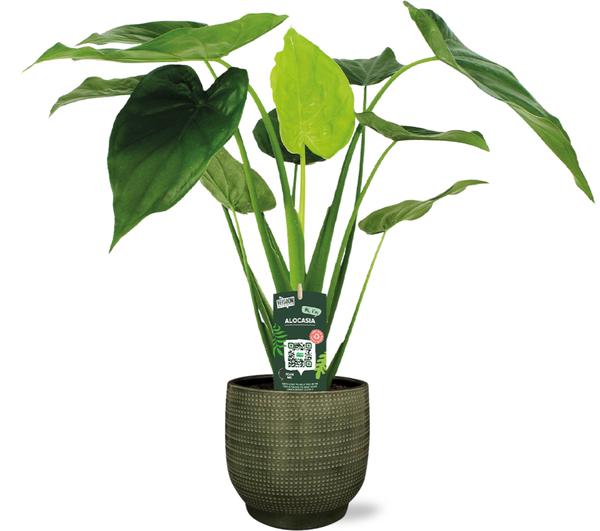 Zwergelefantenohr - Alocasia Cucullata - Ø19cm - ↕55cm + Lykke Pot D21x20cm - Topf Grün