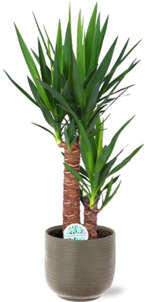 Yucca Elephantipes - Ø17 - ↨85cm + Aresso Pot D18x16,5cm - Topf Grau Grün