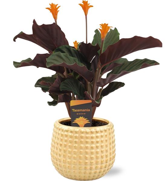 Ewige Flamme - Calathea Crocata - Ø14cm - ↕40cm + Bubble Pot D14,5x13,5cm - Topf Gold