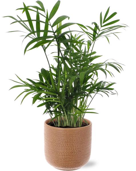 Mexikanische Bergpalme - Chamaedorea Elegans - Ø12cm - ↕40cm + Aresso Pot D13x12,5cm - Topf Braun