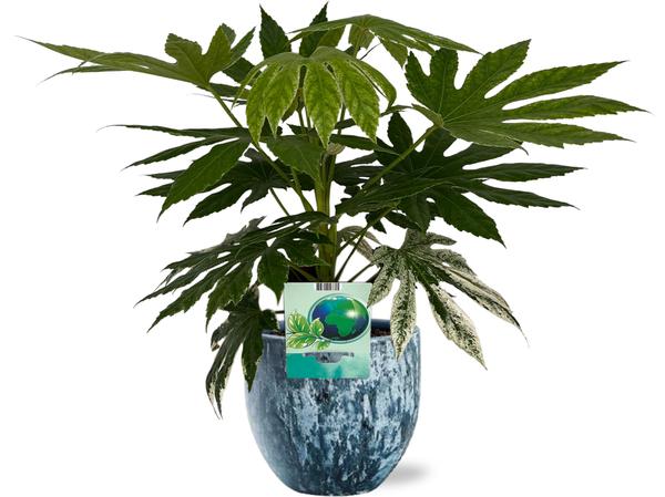 Buntblättrige Strahlenaralie - Fatsia Japonica Variegata - Ø19cm - ↕60cm + Sem Pot D20x18cm - Topf Blau