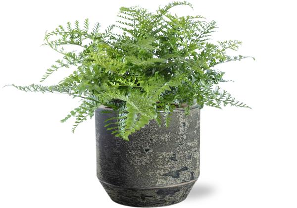 Vogelnestfarn - Asplenium Parvati - Ø21cm - ↕40cm + Lars Pot D24x22cm - Topf Grau