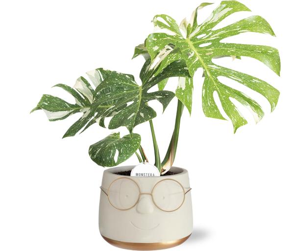 Schweizer Käsepflanze - Monstera Thai Constellation in Pot Bril D16x11,5cm - Goud