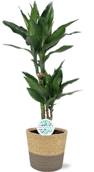 Drachenbaum - Dracaena Janet Lind - Ø17cm - ↕70cm + Ruby Pot D19x18cm - Topf Grau