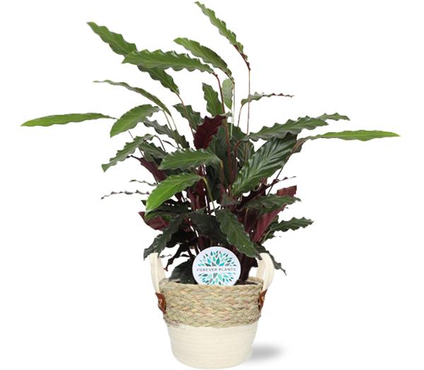 Samtcalathea - Calathea Rufibarba - Ø21cm - ↕85cm + Lily Pot D23x20cm - Topf Weiß