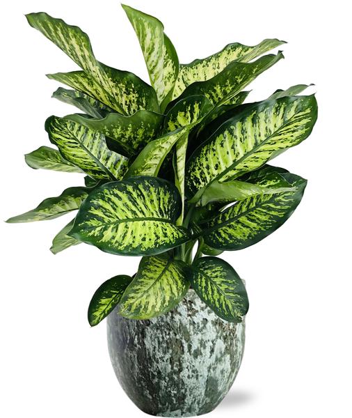 Dieffenbachia Camilla - Ø21cm - ↕75cm + Sem Pot D24x22cm - Topf Grün