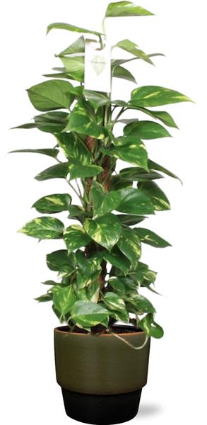 Efeutute - Epipremnum Aureum Mosstok - Ø19cm - ↕80cm + Erik Pot D20x18cm - Topf Dunkelgrün