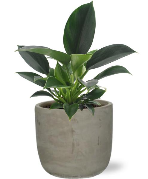 Baumfreund - Philodendron Green Princess - Ø12cm - ↕25cm + Stone Rond D13,5x13cm - Topf grau