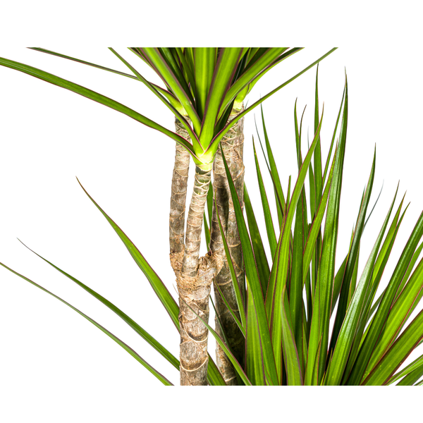 Drachenbaum - Dracaena Marginata Green Ø27cm - ↕180cm