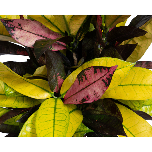 Wunderstrauch Iceton - Codiaeum 'Croton' Iceton Ø17cm - ↕50cm