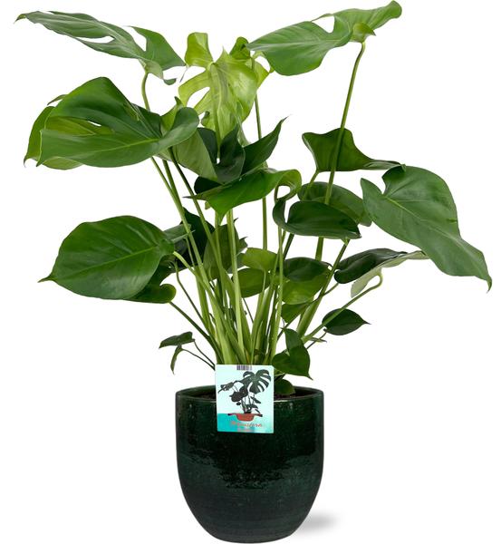 Schweizer Käsepflanze - Monstera Deliciosa - Ø19cm - ↕60cm + Jolin Pot D20x18cm - Topf Grün