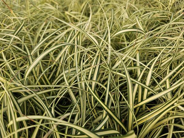 Japangoldsegge - Carex oshim. 'Evergold'  - ↕10-25cm - Ø9cm - 20x