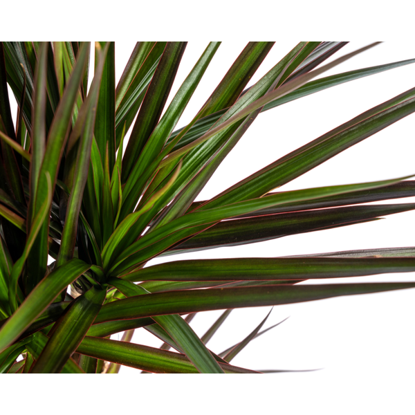 Drachenbaum - Dracaena Marginata Magenta Ø17cm - ↕60cm