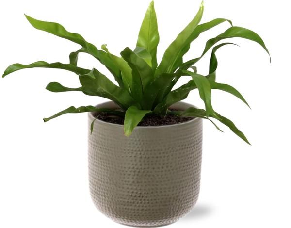 Vogelnestfarn - Asplenium Antiquum - Ø12cm - ↕30cm + Aresso Pot D13x12,5cm - Topf Grau Grün