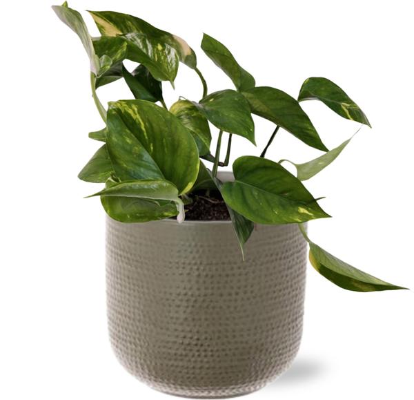 Efeutute - Epipremnum Aureum - Ø12cm - ↕25cm + Aresso Pot D13x12,5cm - Topf Grau Grün