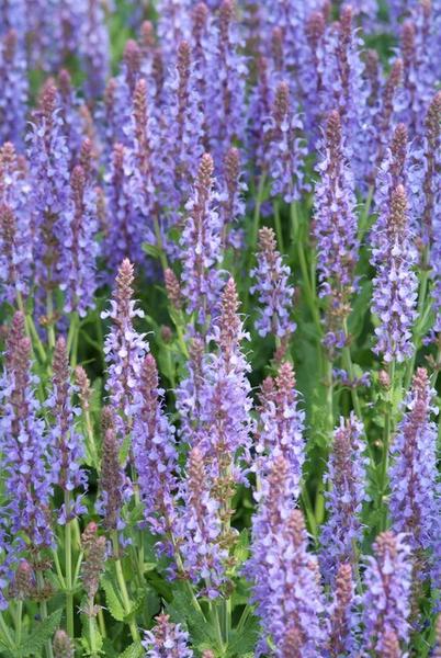 Steppensalbei - Salvia nem. 'Caradonna' - ↕10-25cm - Ø9cm - 6x