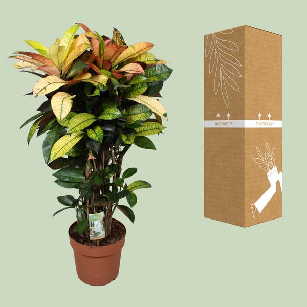 Wunderstrauch - Codiaeum Mrs Iceton - Ø24cm - ↕80cm