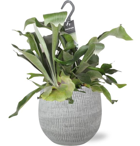 Geweihfarn - Bifurcatum - Ø17cm - ↕30cm + Ryan Pot D18x16cm - Topf Weiß