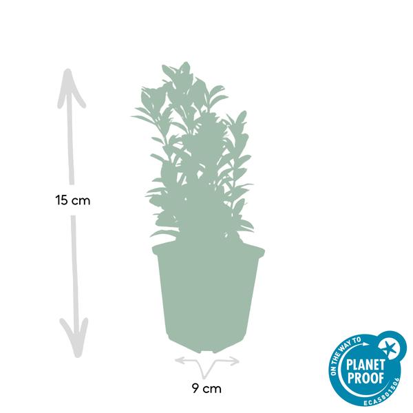 Japanische Spindelstrauchhecke - Euonymus jap. Green Spire - ↕10-25cm - Ø9cm 40 Stück