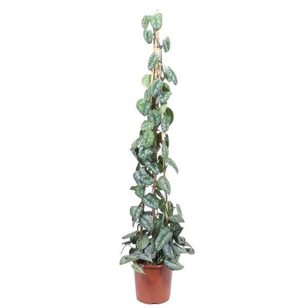 Efeutute - Scindapsus Pictus Trebie piramide - 160 cm - ø27