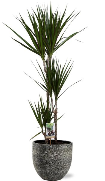 Drachenbaum - Dracaena Marginata - Ø21cm - ↕120cm + Tim Pot D24x22cm -Topf Schwarz Weiß