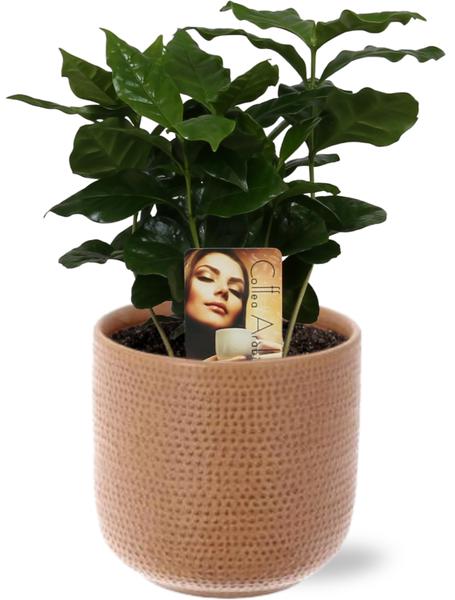 Coffea Arabica - Kaffeepflanze - Ø12cm - ↕25cm + Aresso Pot D13x12,5cm - Topf Braun