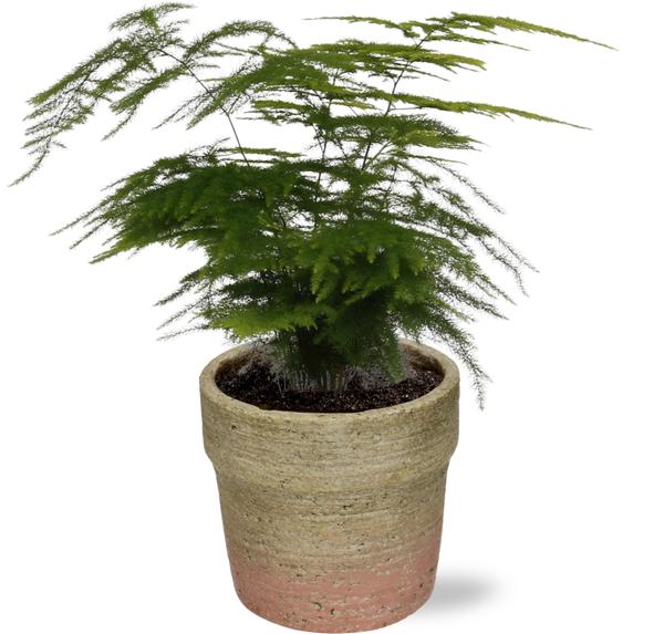 Spargelfarn - Asparagus Setaceus - Ø12cm - ↕28cm + Invorno Pot D13,5x12,5cm - Natürlich