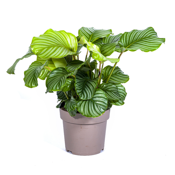 Gebetspflanze - Calathea Orbifolia Ø27cm - ↕80cm