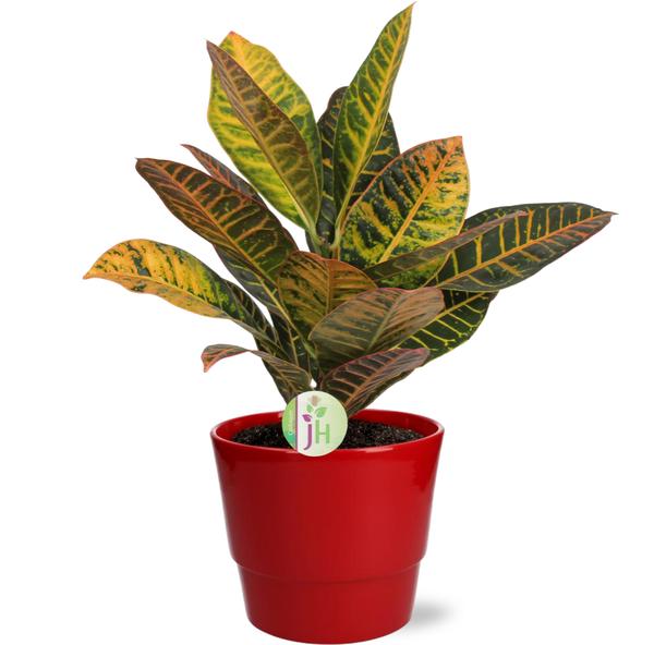 Wunderstrauch Petra - Codiaeum Petra - Ø17cm - ↕45cm + Pot Basic D18x15cm - Topf Rot