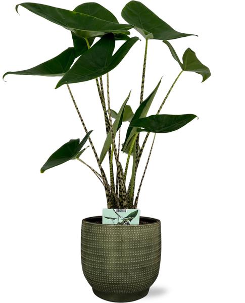 Elefantenohr - Alocasia Zebrina - Ø19cm - ↕75cm + Lykke Pot D21x20cm - Topf Grün