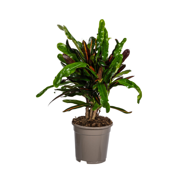 Wunderstrauch - Codiaeum 'Croton' Mamey Ø17cm - ↕50cm